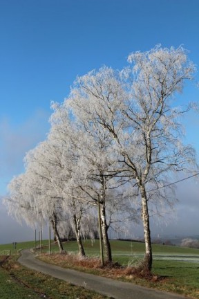 Matin givré